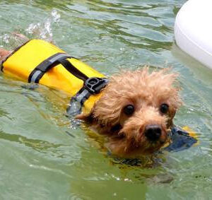 Dog Life Jacket